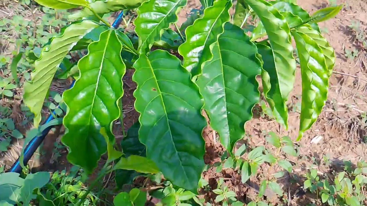 Como está o café de 4 meses