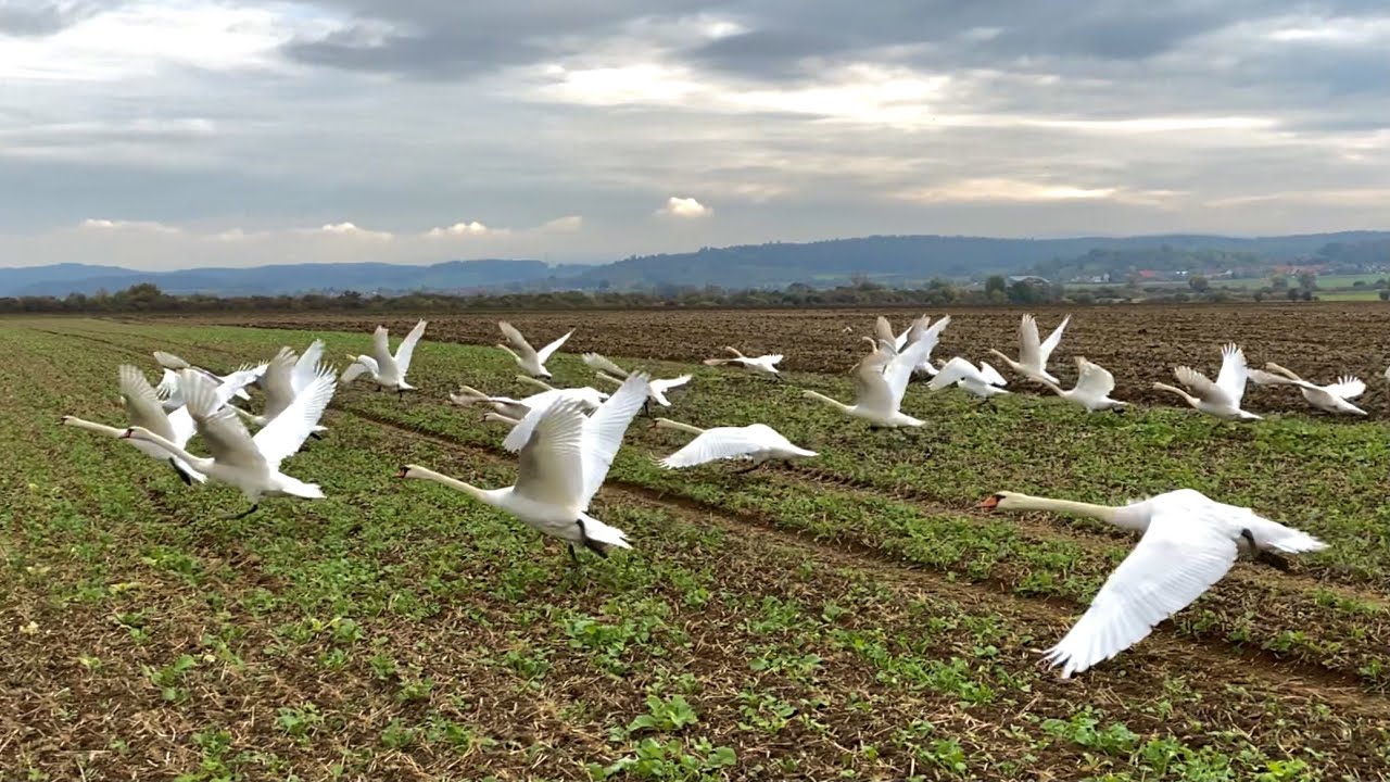 30 Mute Swans Flying Off A Field (Slowmotion original clip)