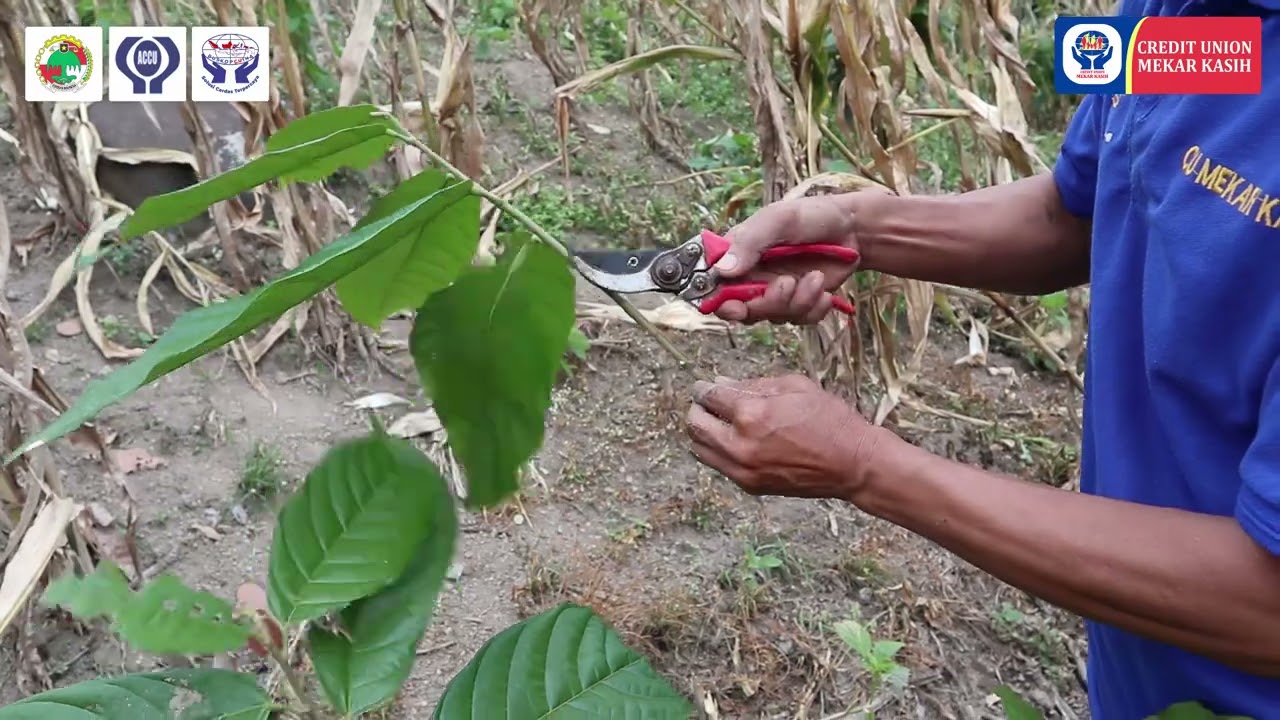 TUTORIAL SAMBUNG PUCUK TANAMAN COKLAT