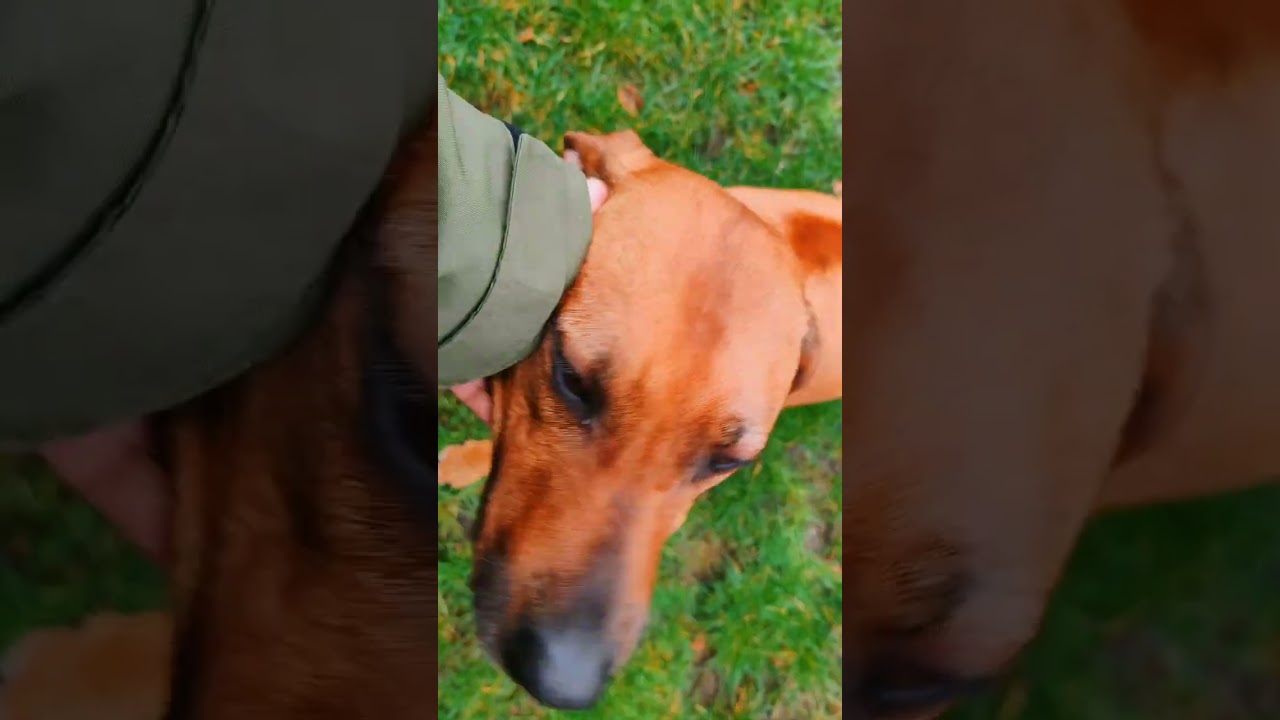 PAWDPack-12/2/26