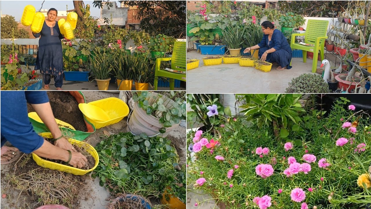 Portulaca को नींद से उठा flowering के लिए तैयार Revive Moss rose from winter Dormancy 