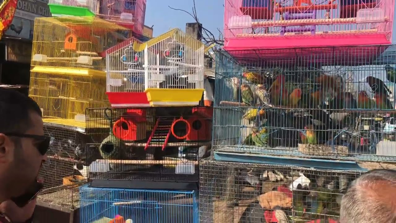 Amritsar Bird Market.Punjab Bird Market #budgies #cockatiel #lovebirds #finches #birdsmarket