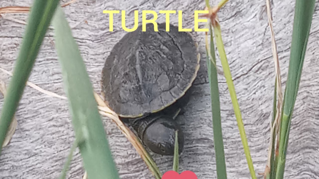 SAVING AND RELEASING BABY TURTLE. ENJOY 🙂. 