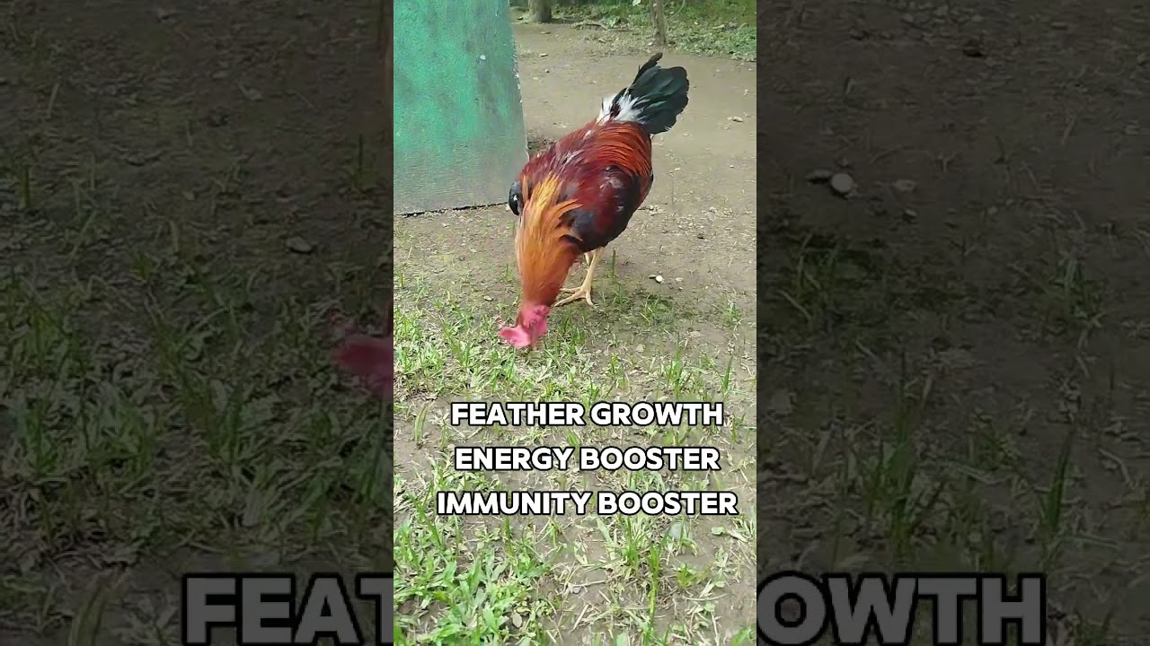 Lugon? No problem! Para sa magandang tubo ng balahibo 🐓🐓🐓