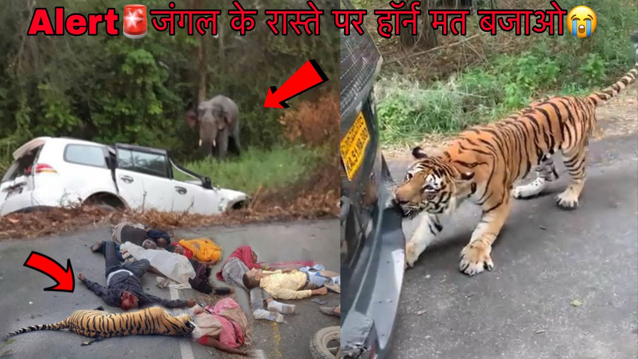 Alert🚨Don't blow the horn on the jungle road Tiger Attack In Elephant Attack Bandipur Safari Vlog 