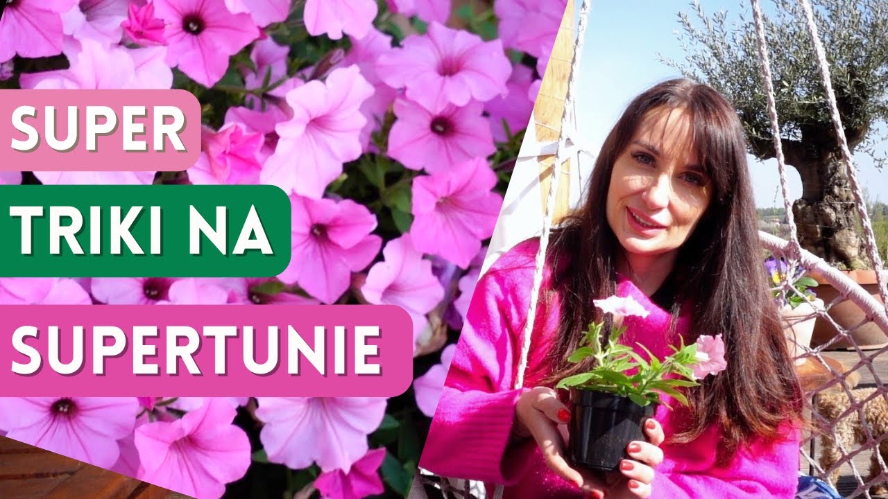 Supertunia - SUPER Triki i Porady - Jak sadzić, by Supertunia kwitła obficie cały sezon