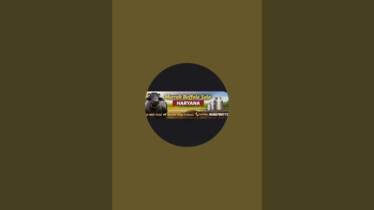 Haryana top Muraah buffallo live loading 22)(01)(26) #livestream #live loading Murrah Buffalo