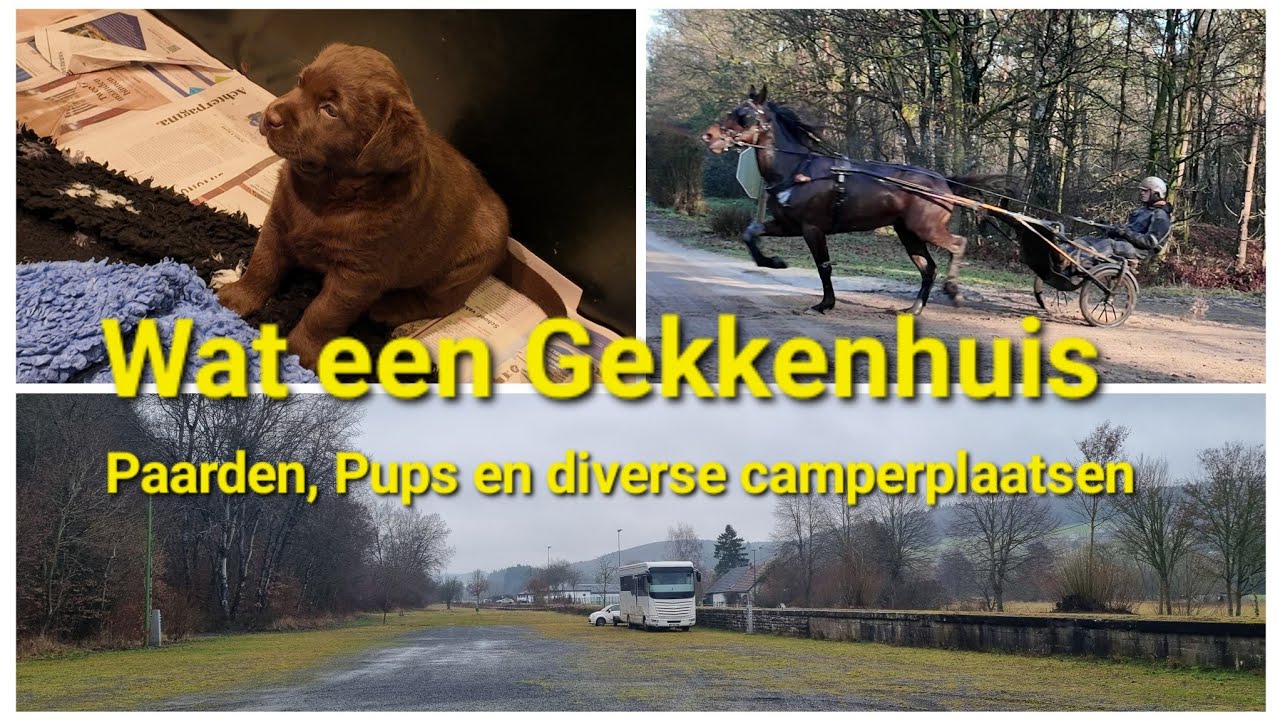 Wat een gekkenhuis. Paarden, Pups en diverse camperplaatsen