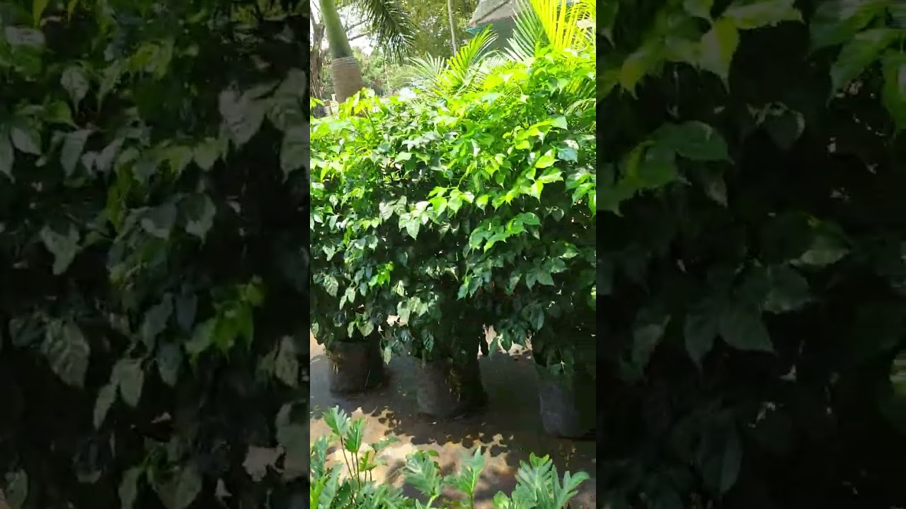 Plants shopping  for my home 