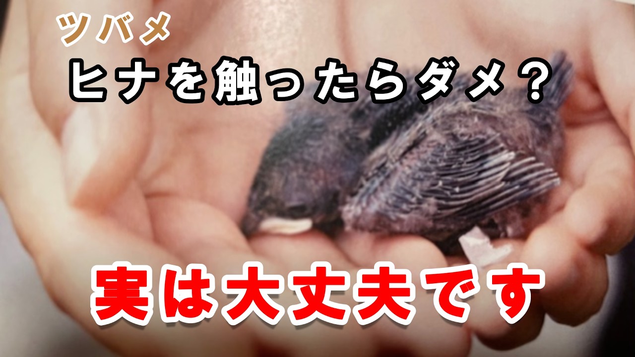 ツバメのヒナを触ると親に見捨てられる？本当の話