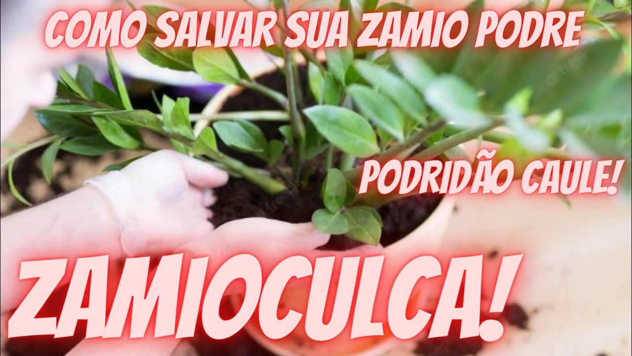 Zamioculca PODRE??? COMO SALVAR SUA ZAMIO #zamioculca #nossasplantas