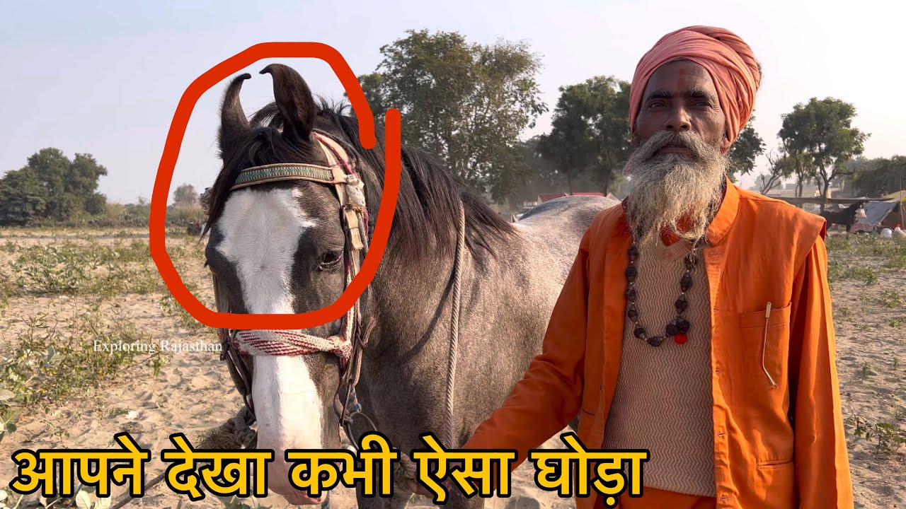 आश्रम की लक्ष्मी श्यामकरण घोड़ा जिसके सिर पर शिव मंदिर