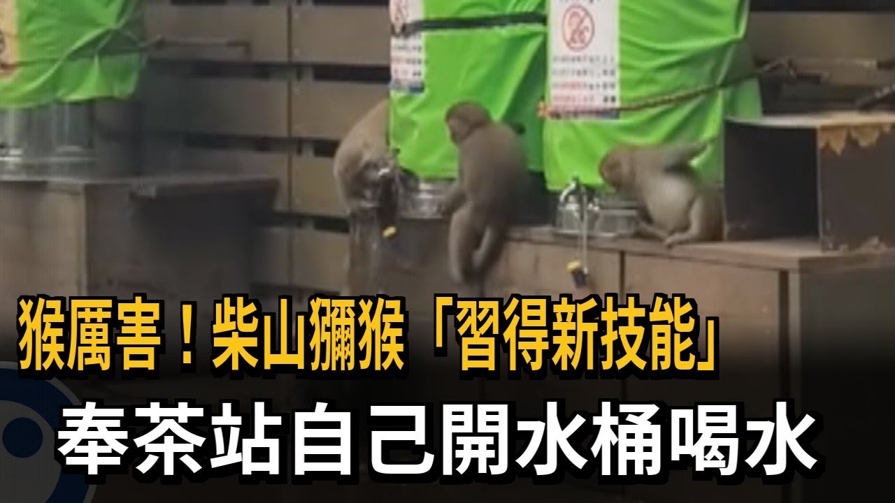 猴厲害！柴山獼猴「習得新技能」　奉茶站自己開水桶喝水－民視新聞