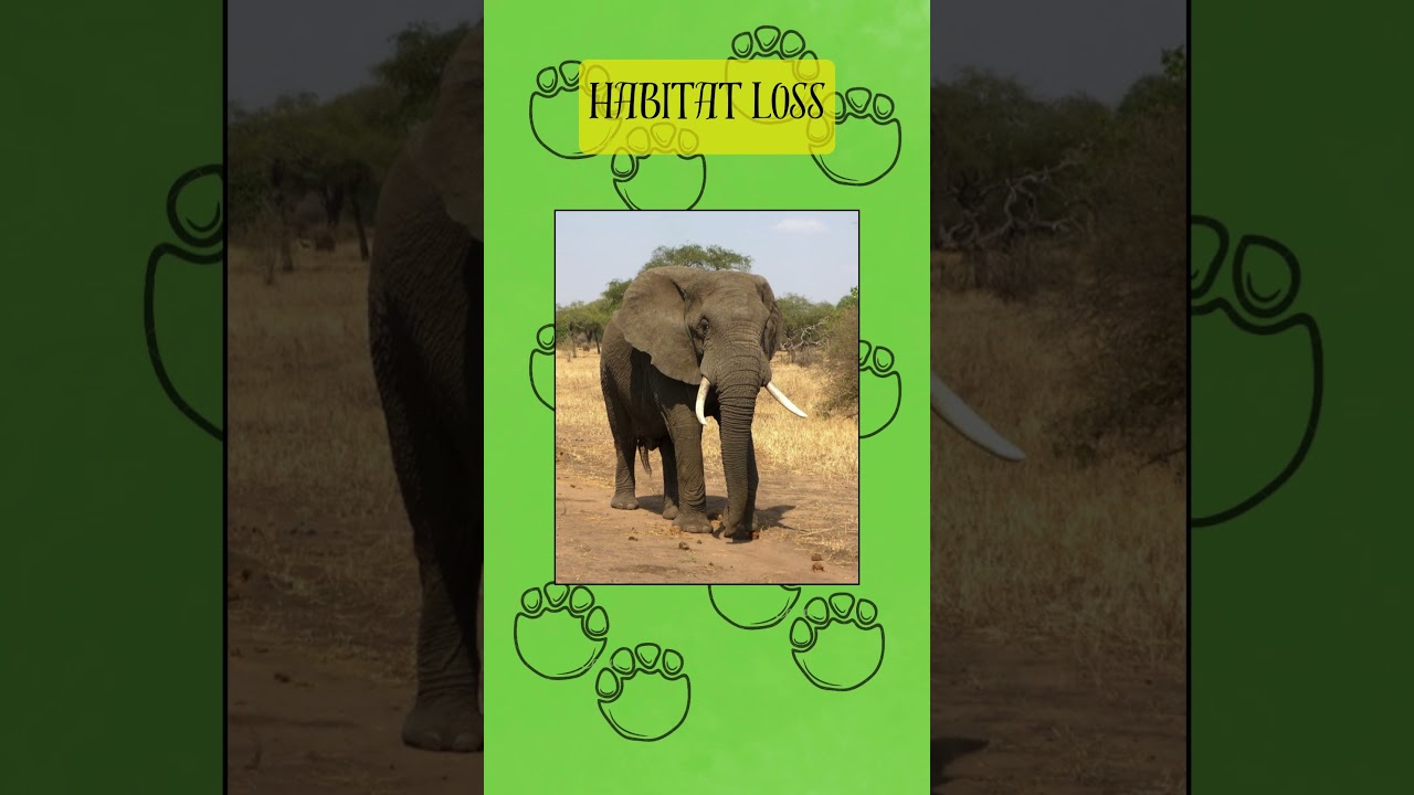 The Plight of the African Elephant: Protecting Earth's Gentle Giants