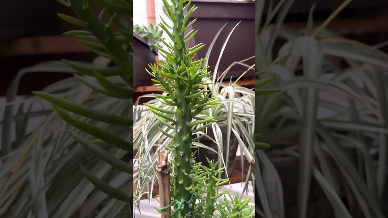 Les presento a mis Alfileres de Eva (Cactus)