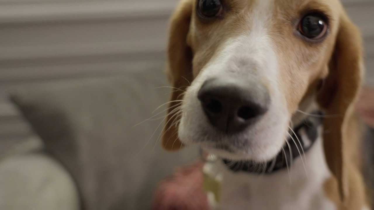 Making a Difference for Former Research Animals