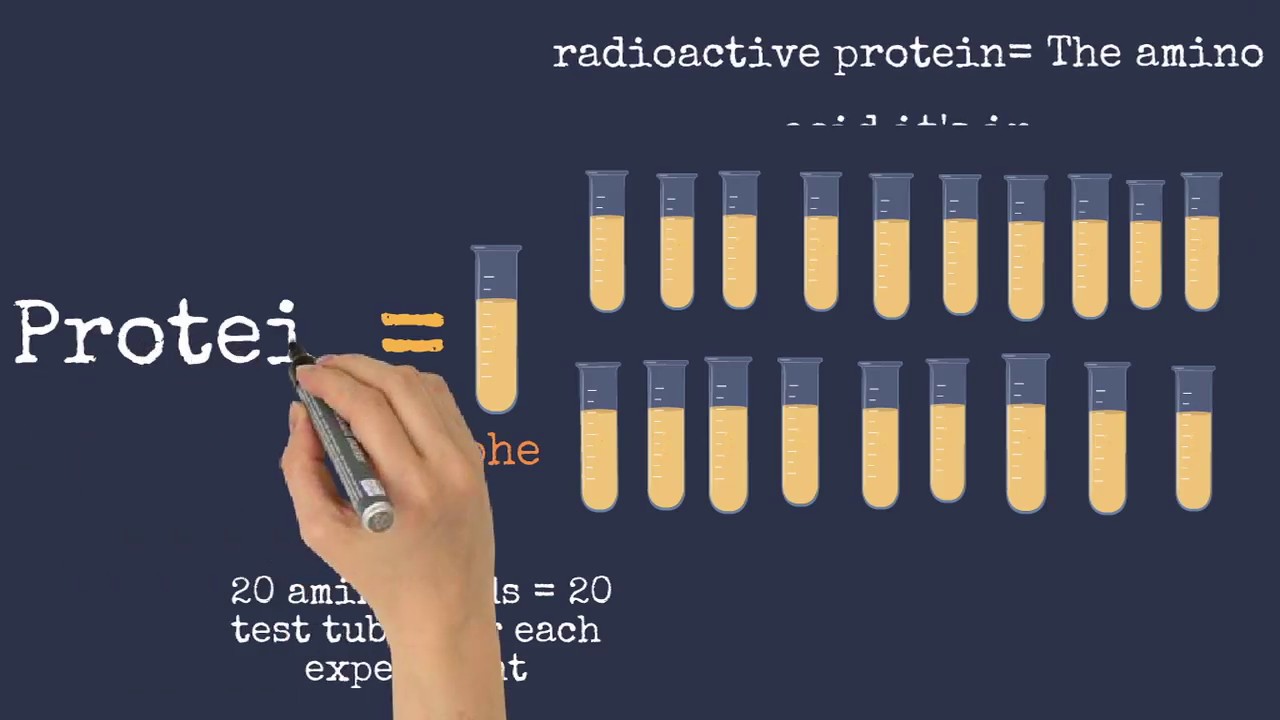 Nirenberg and Matthaei&rsquo;s and Nirenberg and Leder&rsquo;s Experiments