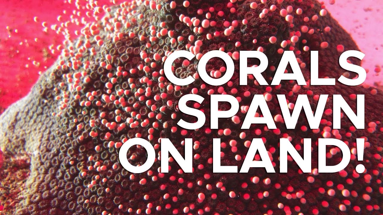 Koralen planten zich voor het eerst voort in gevangenschap | Sci NC