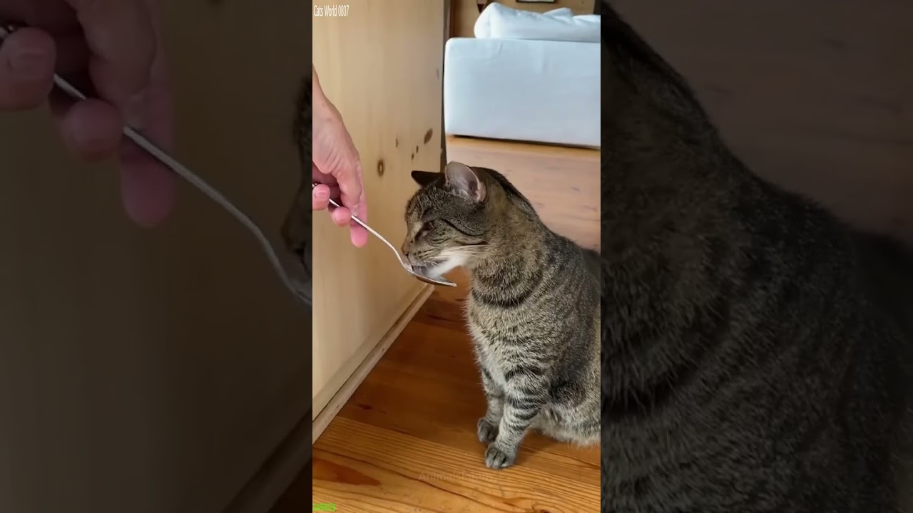 Видео с котами ❤️ Новые смешные коты 2024 🙀 # Часть 8072