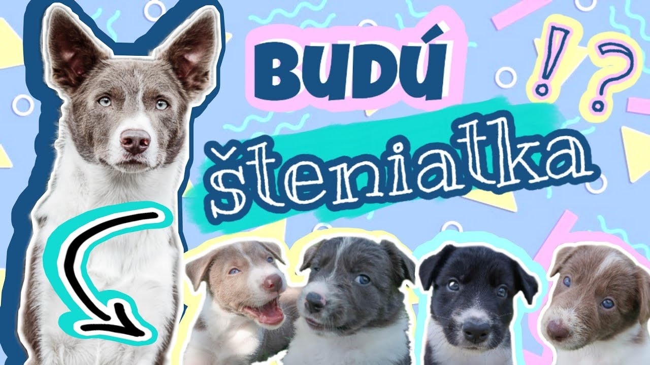 M&ocirc;j pes RAVI bude OTECKO!!!