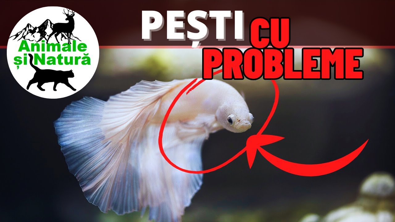 Cum să Salvezi Peștii din Acvariul Tău de Probleme GRAVE!