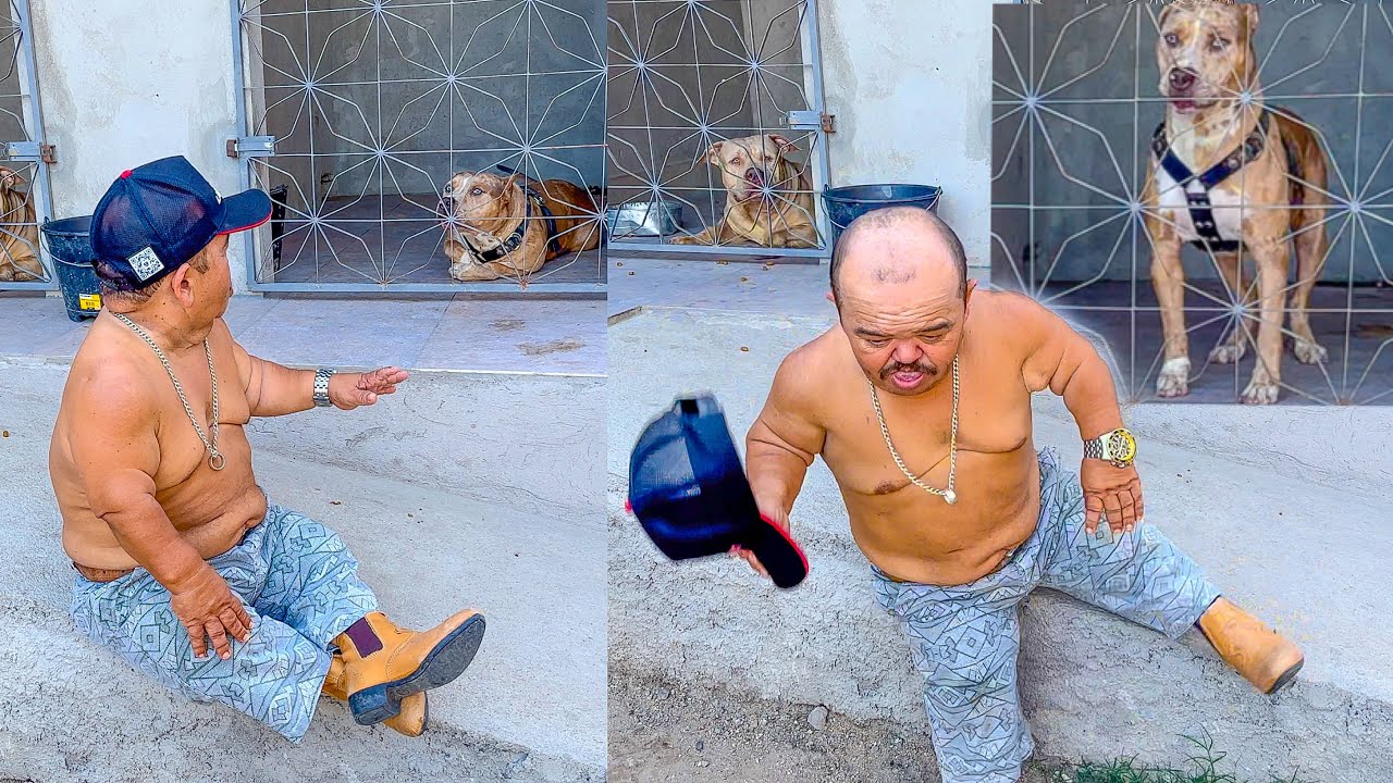 PITBUL ESTRANHA PILILIU E ELE CORRE COM MEDO | PALPITES DO PILILIU