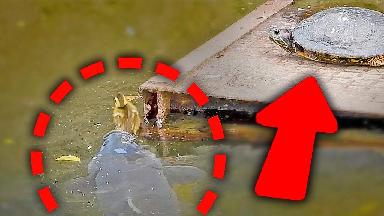 День, когда одинокий утёнок нашёл новую семью 🐥💞 Опасное путешествие