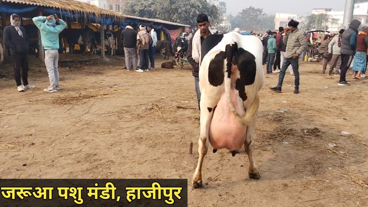 इस मंडी में मिलेगी आपको 20 लीटर दूध वाली गाय #jaruapashumandi #cowmarket