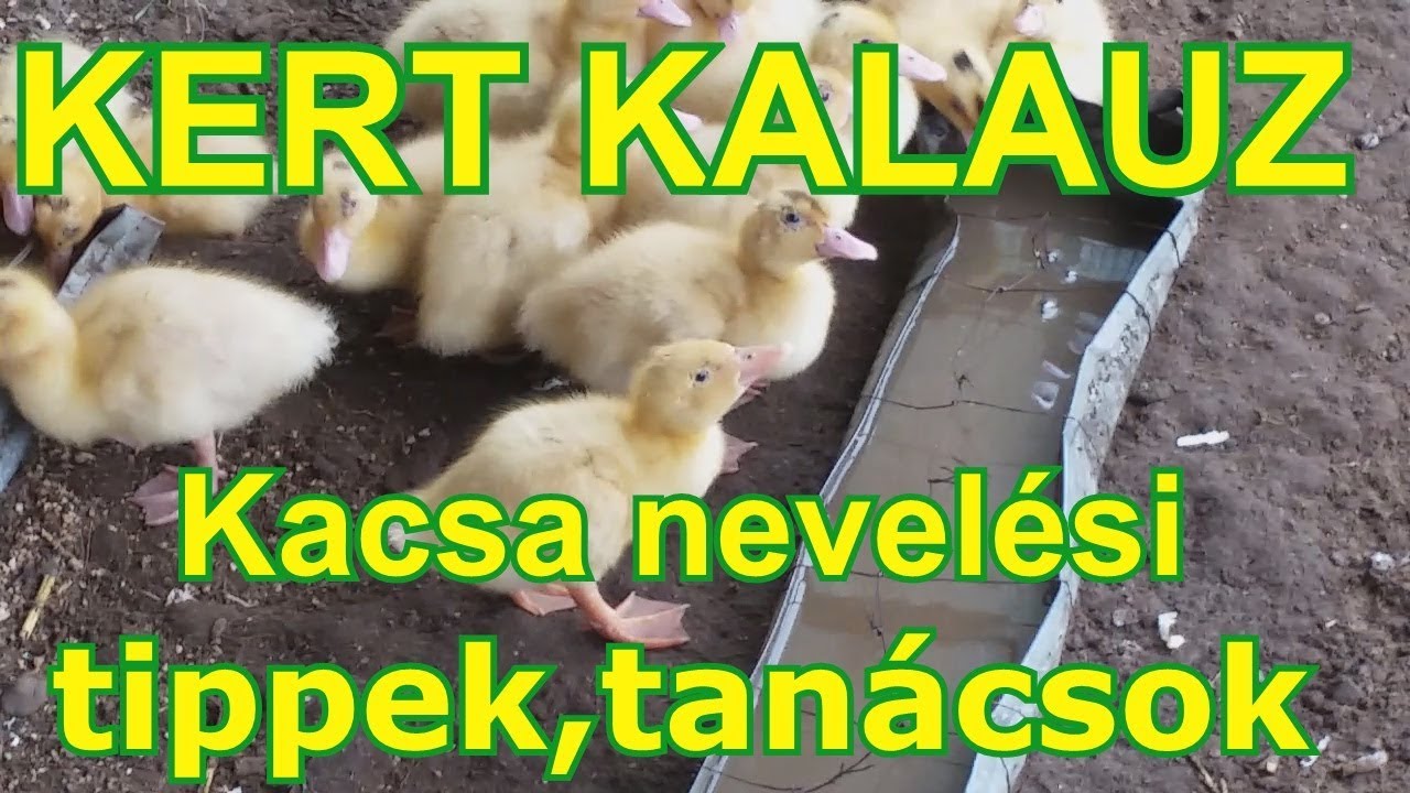KERT KALAUZ - Kacsa nevelési tippek,tanácsok