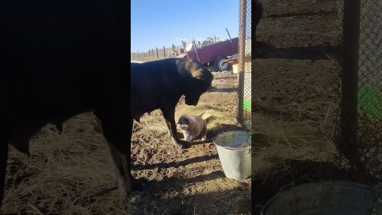 #алабай #волкодав #doglover #animals #kangal #puppy #собака #животные #тобет
