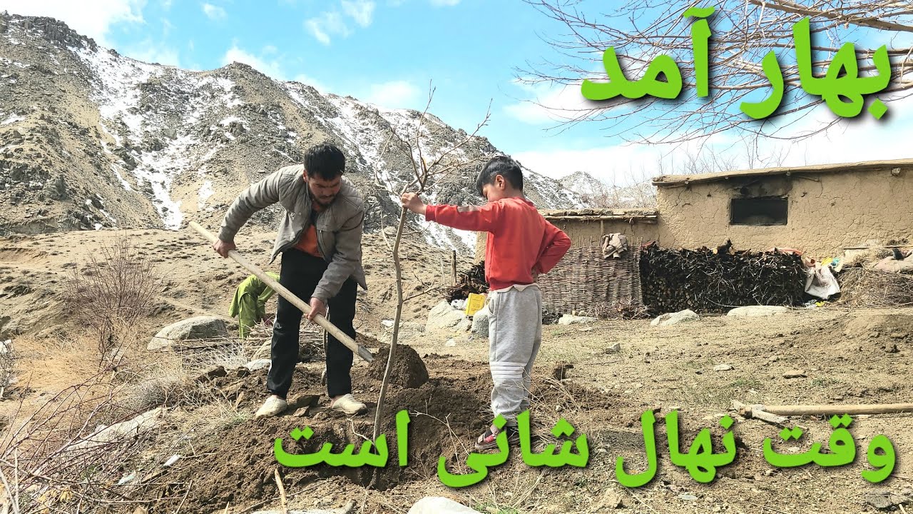 # وقت وقت نهال شانی است .چند تا درخت سیب و چاکه گیلاس شاندیم. 