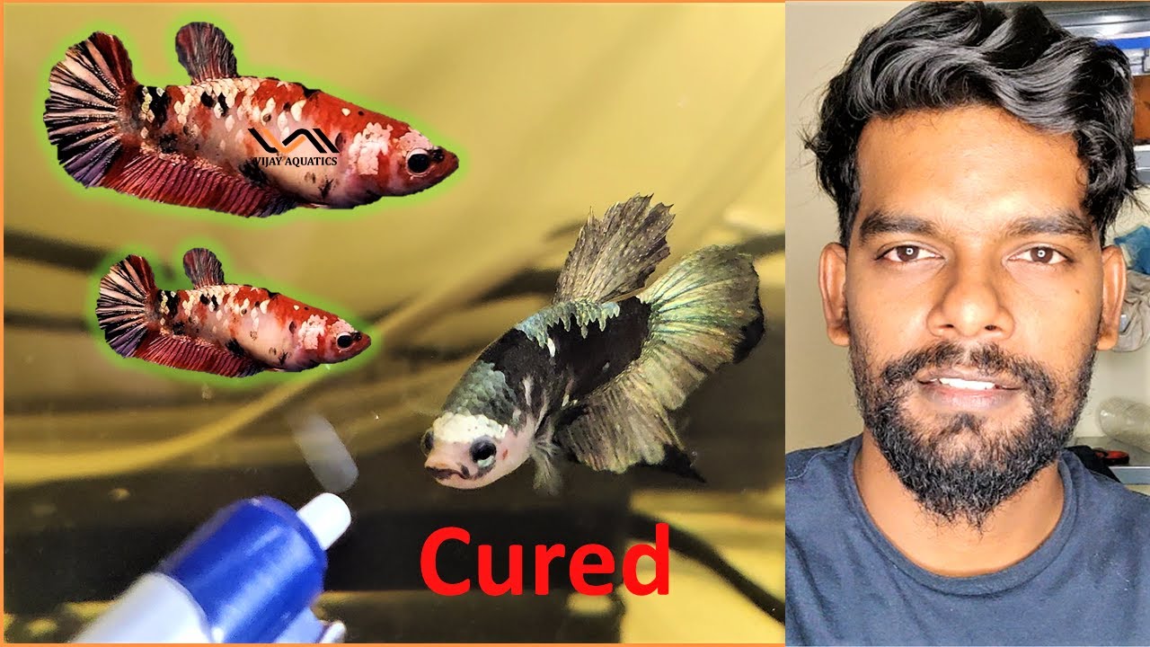 Cure ayduchi 👍  | Vijay Aquatics | Tamil