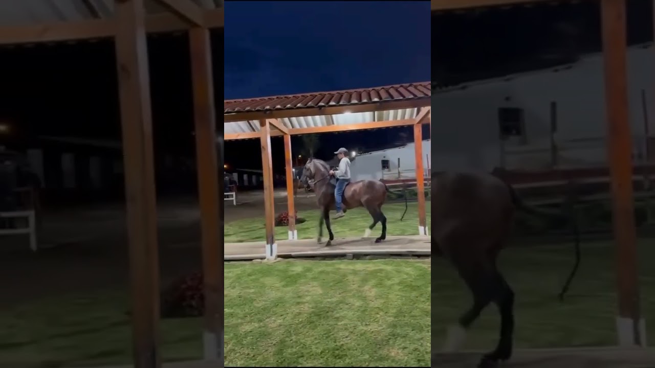 Caballo Criollo Colombiano Tesoro Nacional #CCCTN