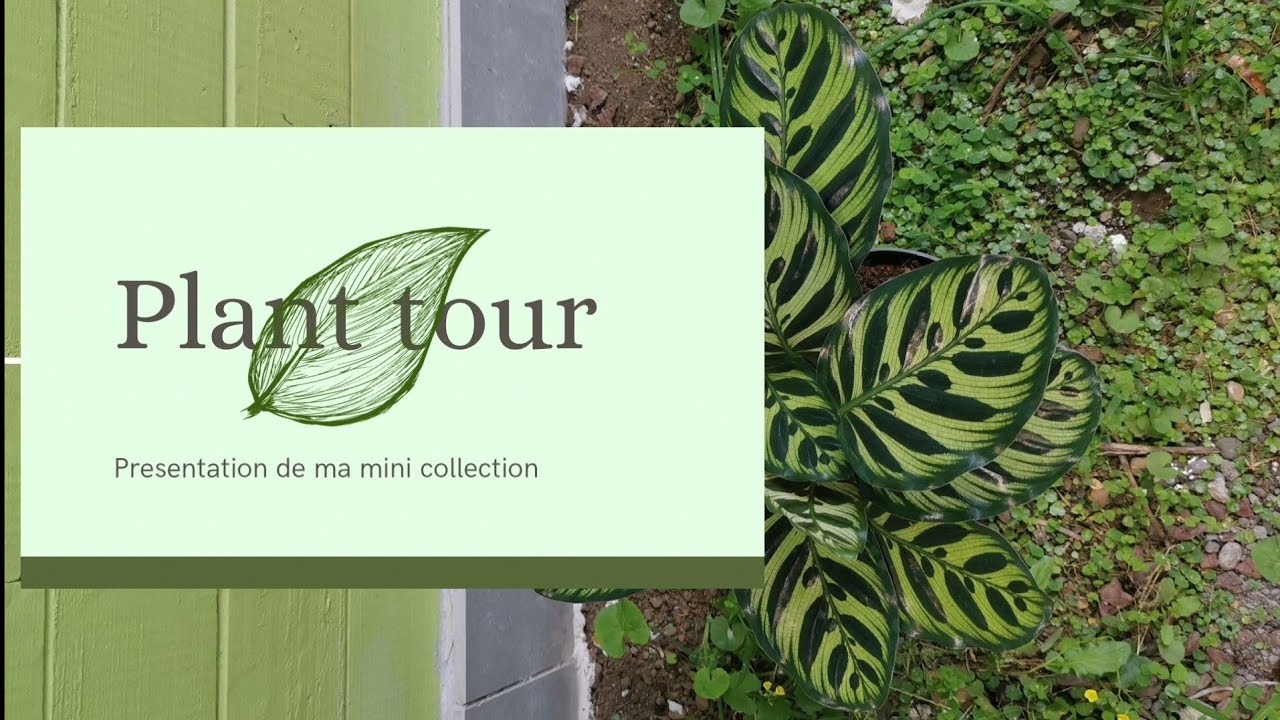Plant tour-Mini collection 2021