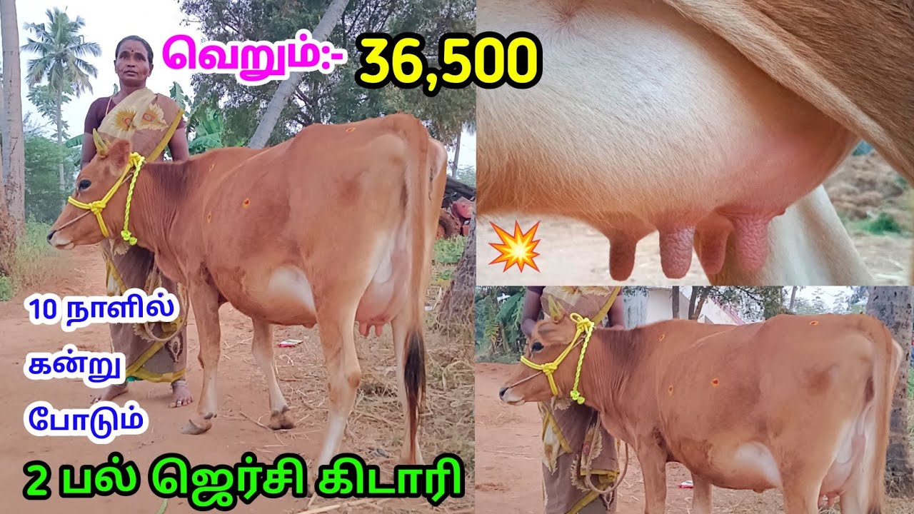 (21:12:2025) 💥அடேங்கப்பா!! வெறும்:- 36,500 ரூபாய்க்கு ஜெர்சி சினை கிடாரி விற்பனைக்கு