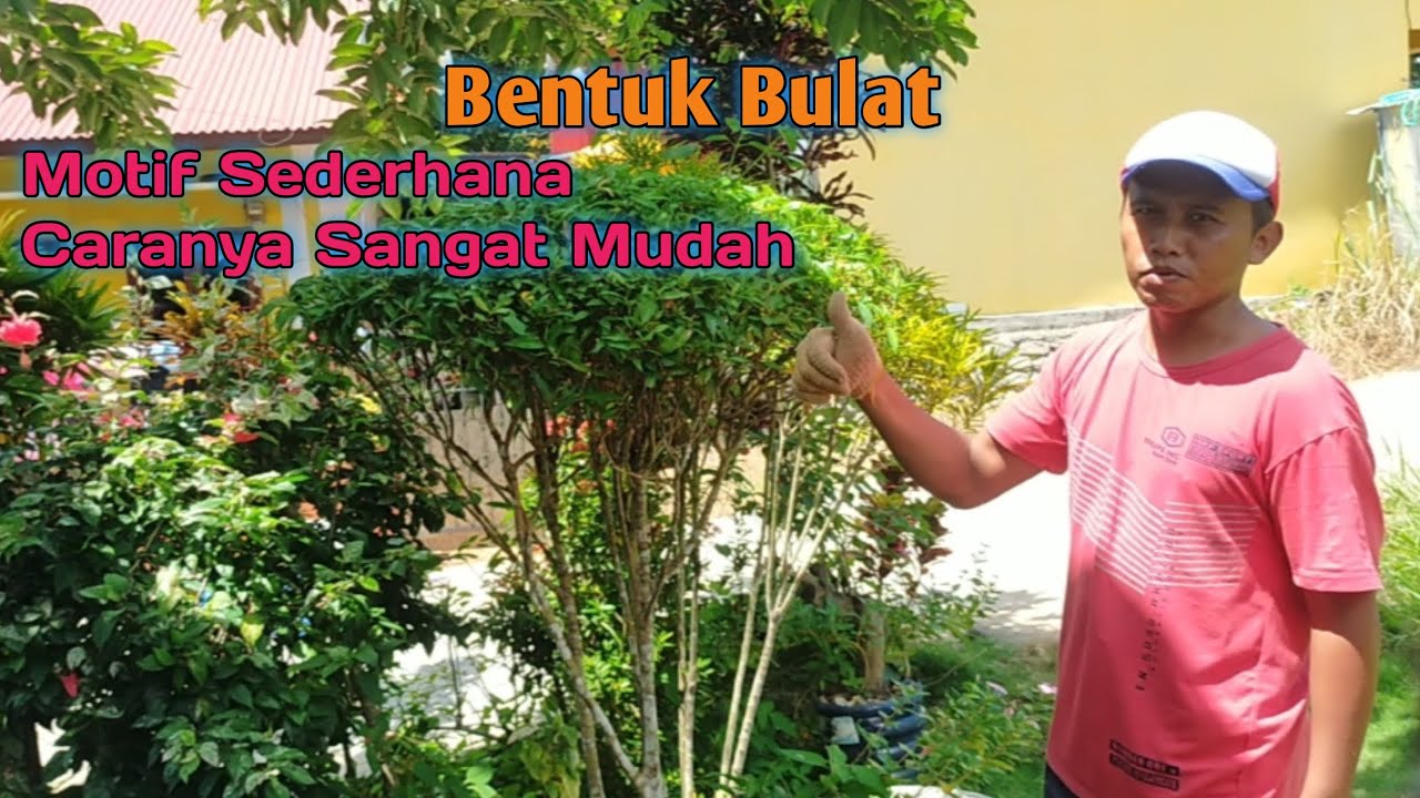MEMBAGIKAN CARA MERAPIHKAN PUCUK MERAH BENTUK BULAT