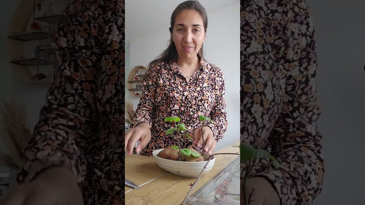 Cum am făcut butași de cartof dulce și cum i-am plantat.