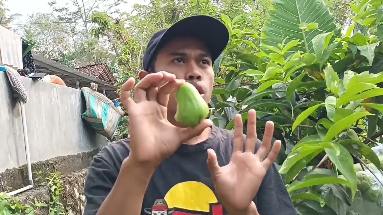 keunggulan dan kelemahan jambu cincalo tebu