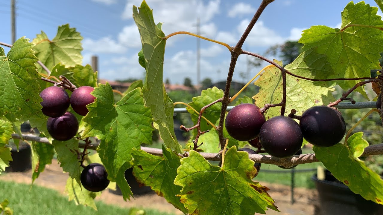 How to Grow and Cook with Muscadines
