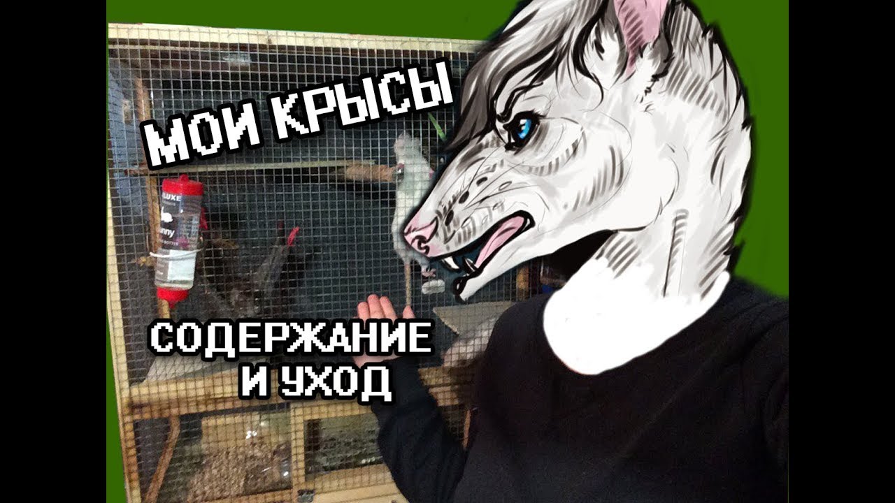МОИ ДОМАШНИЕ ЖИВОТНЫЕ: КРЫСЫ. УХОД И СОДЕРЖАНИЕ!