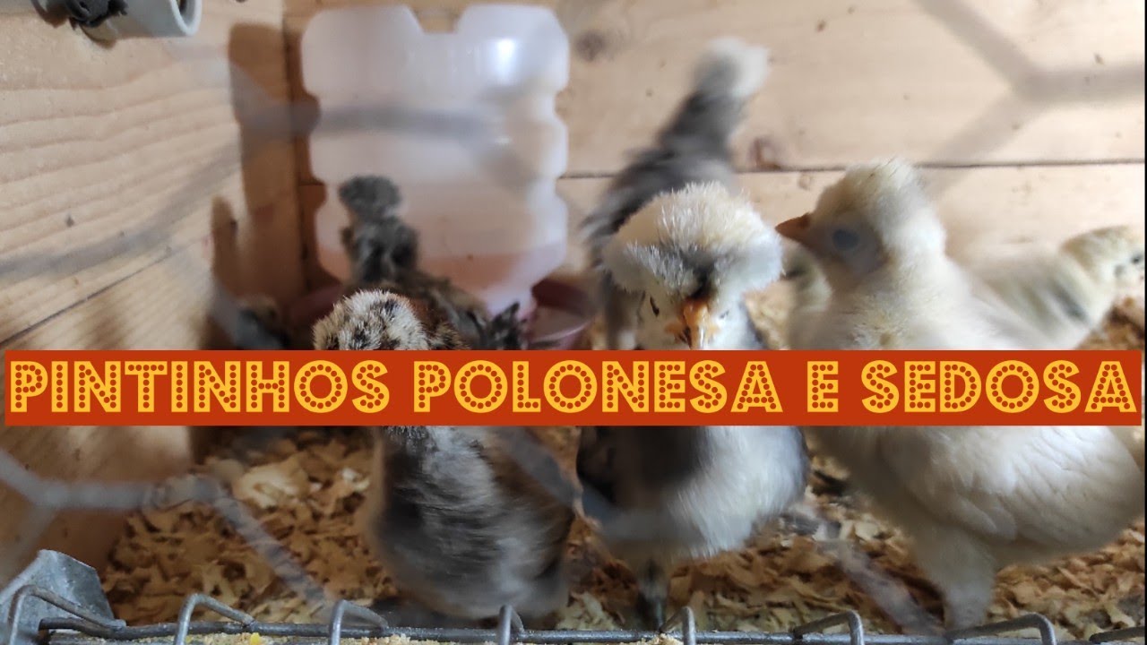 COMO CUIDAR DE PINTINHOS POLONESA E SEDOSA