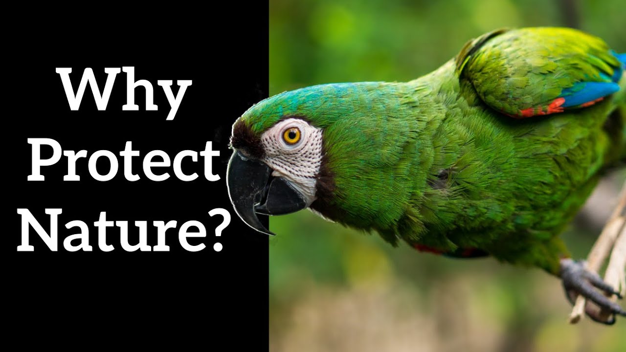 Why Protect Nature?  And How?