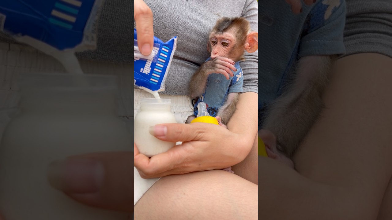 Susu patiently waited for her mother to prepare her milk.😋🍼