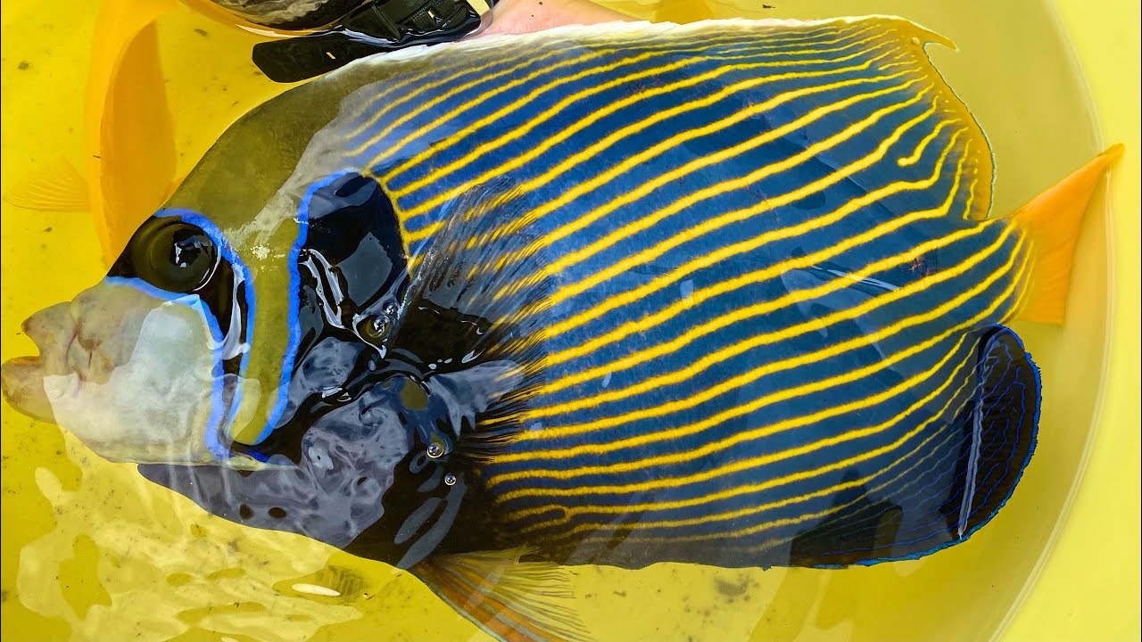 呪術廻戦に登場したあの高級魚が成長するとヤバすぎる？？