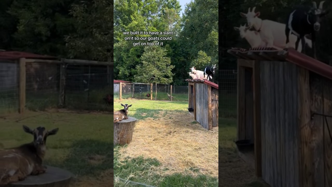 🐐 Slanted Roof DIY Goat Shelter