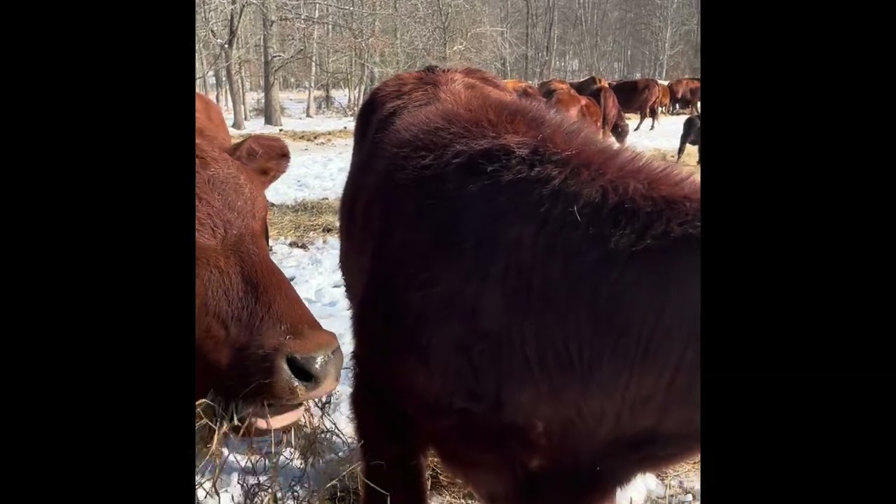 Unrolling hay and looking at a few unregistered south poll bull calves 