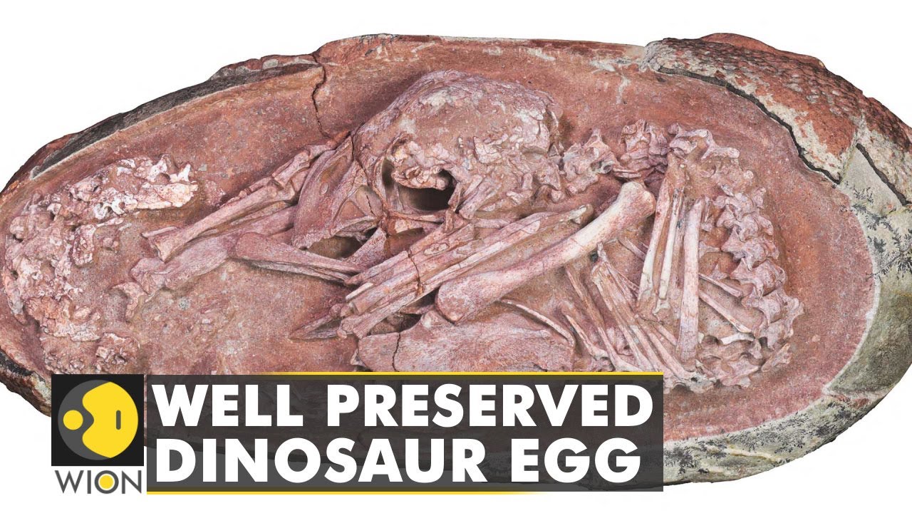 Perfectly preserved dinosaur egg discovered in China | Animals | Species | Latest News | WION