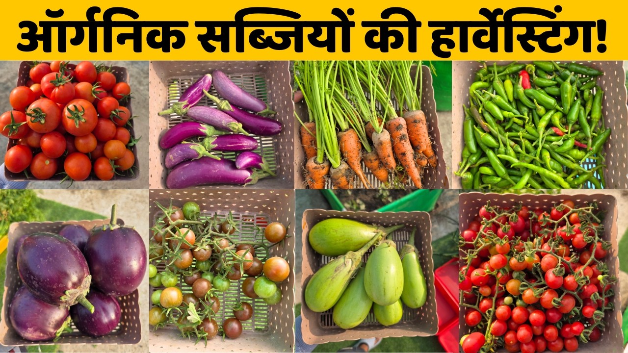 घर पर उगायी सब्जियों की हार्वेस्टिंग | Organic Home Grown Vegetables Harvesting In My Terrace Garden