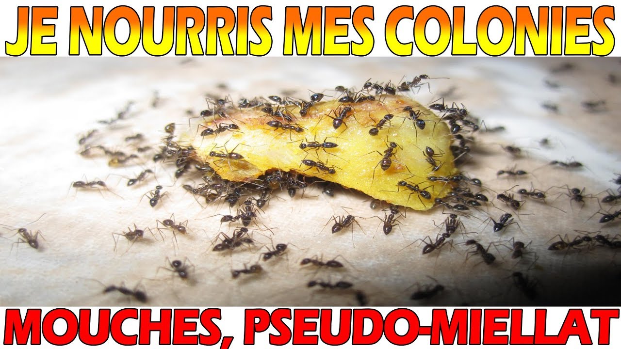 Je nourris toutes mes Colonies de Fourmis : Lasius, Camponotus, Pheidole, Messor, Myrmica