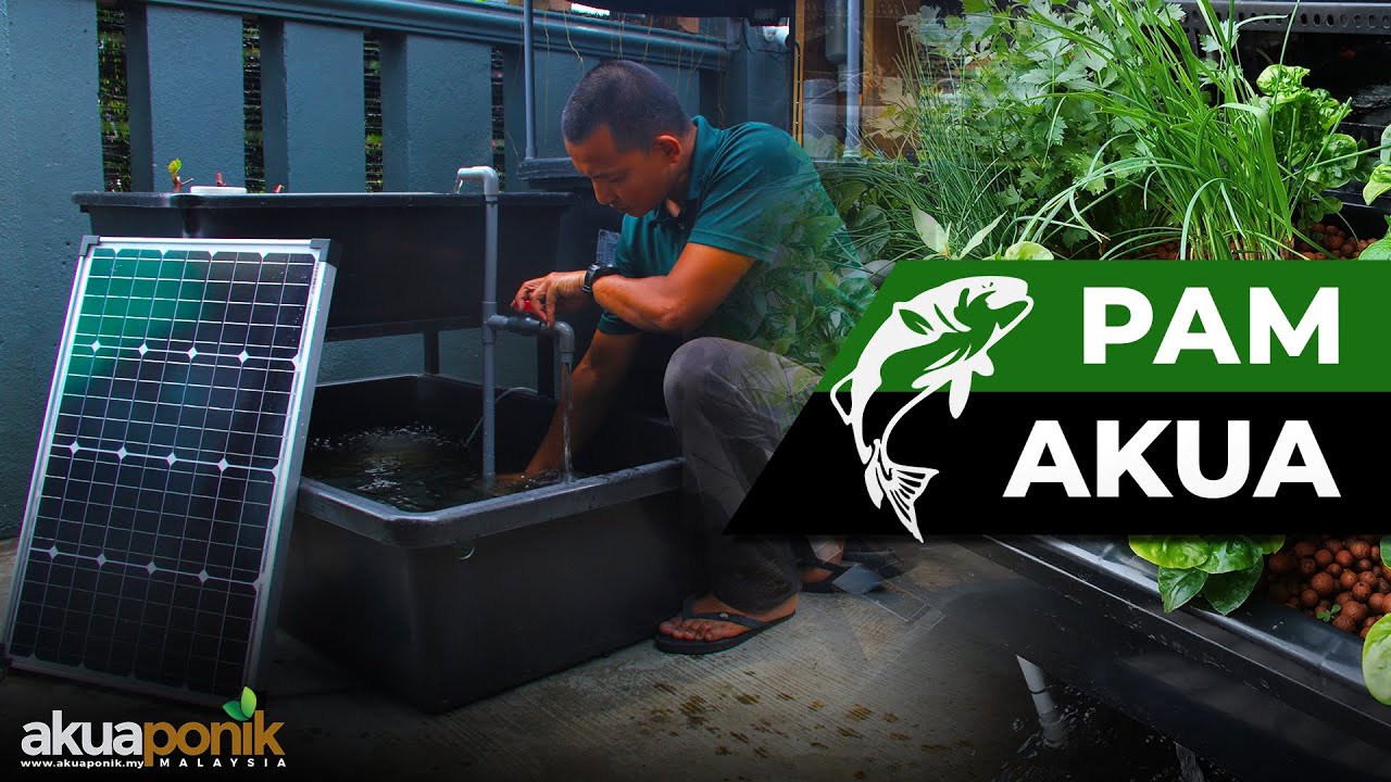 Pasang WATER PUMP & PAIP Sistem Mini Akuaponik | Sistem Kuasa Solar TANPA BATERI